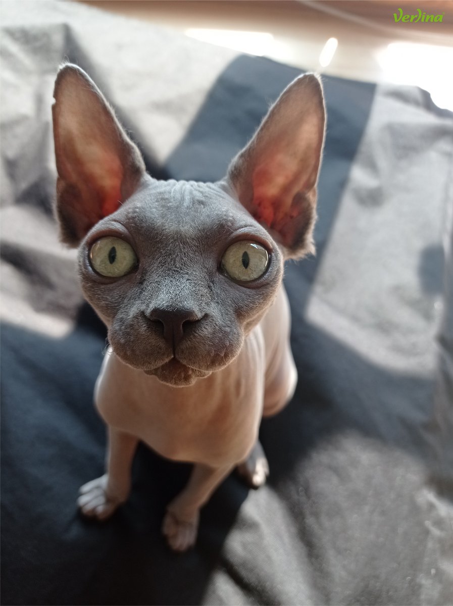 Voici SUSHI, petite sphynx de bientôt 1 an 🥰
Sa bouille nous a conquise, elle remporte le concours photo du mois d'août ! 👏
Si vous aussi vous souhaitez participer et tenter de gagner un bon d'achat de 25€, cliquez ici ➡ verlina.com/blog/concours-…