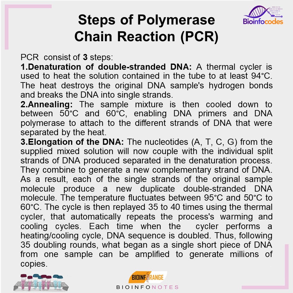 bioinfocodes's tweet photo. New #bioinfonotes about Steps of PCR has been published !
#science #PCR #polymerase #specific #denaturation #annealing #elongation #generate #duplicate #DNAprimer #biologynotes https://t.co/miOJBIDb9c