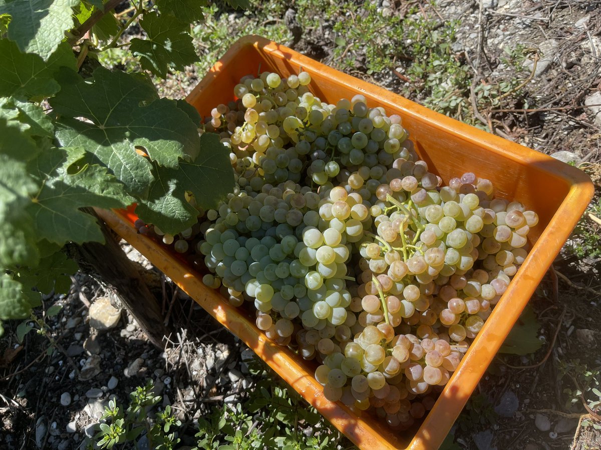 Belles vendanges 😍