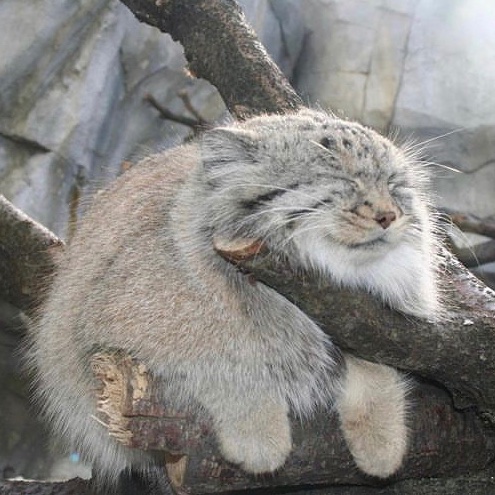 COOL MANUL NFT 🐾 tweet media