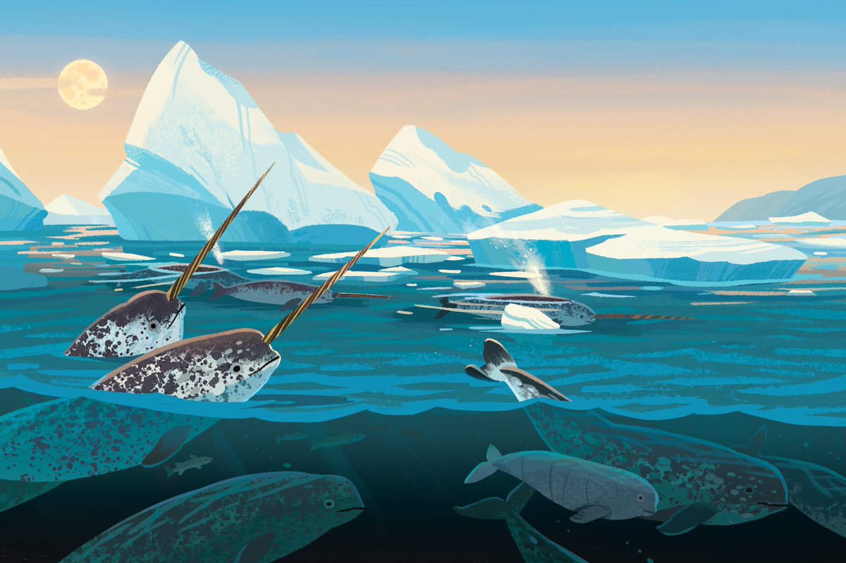 The majestic unicorns of the sea! A group of narwhals from the book Whales to the Rescue.