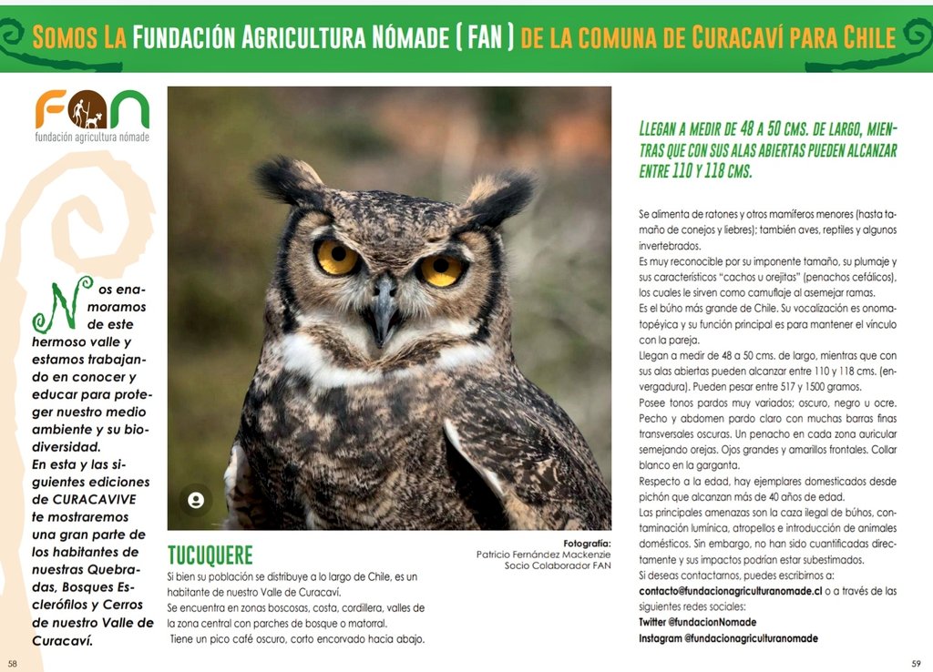 FundacionNomade's tweet photo. Ya en la Revista Digital #Curacavive Nuestra Ficha del #TUCUQUERE
https://t.co/691RzoLDrS
#curacavi #chile https://t.co/WAqArxGhiL
#curacavi #Chile #avesdechile https://t.co/6EWSMao1Ek