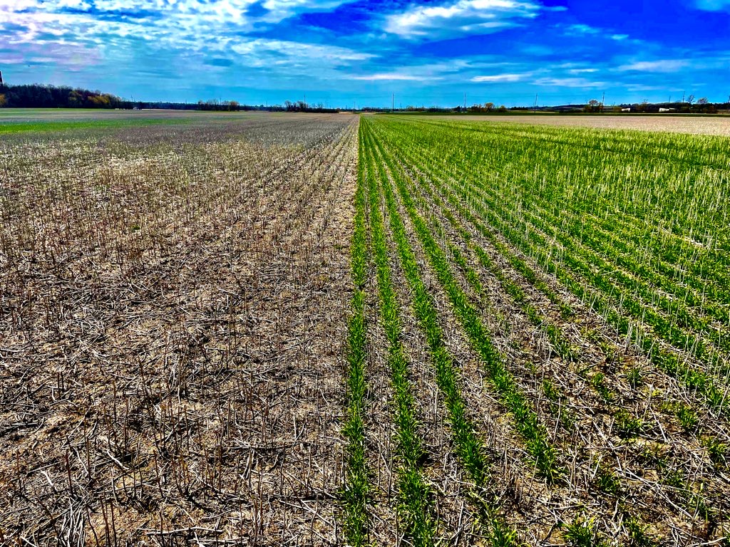 Agronomy in Action! Here is a look at a Fall Season Cover Crop Trial in Southern Manitoba! <a href="/AgronomyCanada/">Canadian Society of Agronomy</a> #csa2022photocontest