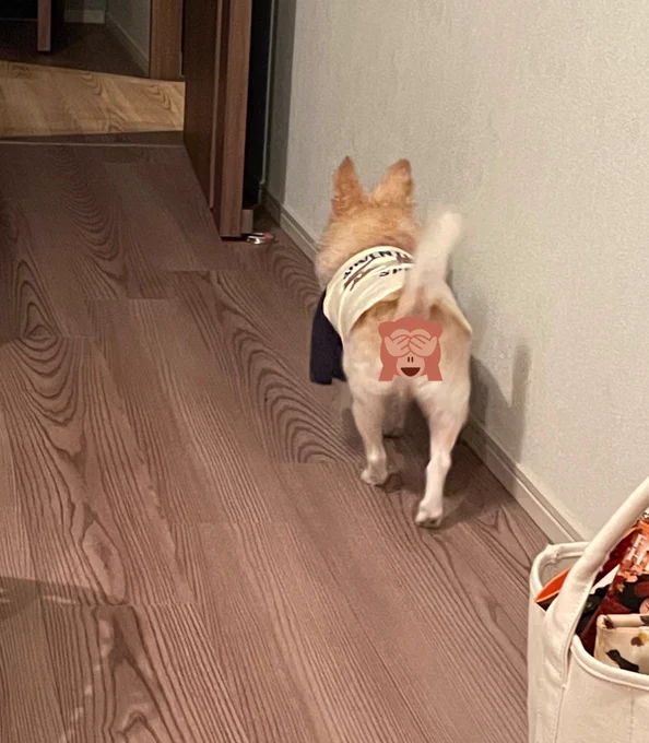 今日のいぬ 