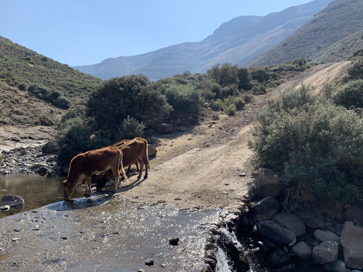 malutiforum's tweet photo. Animals drinking from polluted water stream flowing from Letseng Mine into Maloraneng village. Polluted water with high level of nitrates is used by maloraneng community for consumption and their animals too. Watch MCDF’s report with expert’s water analysis sn https://t.co/3FHEdaHwbw