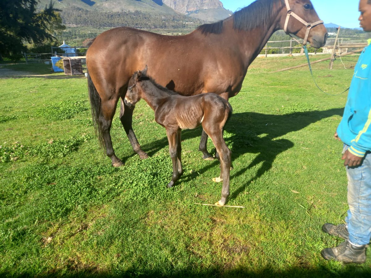 allanbloodlines's tweet photo. Well Done debut Mum bf by Pathfork ex our own bred 5xwinner Bushy Park on a special mating. Pic at 6 hours. Good foal fair size and good hind leg for a first. #EvergreenStud https://t.co/fmgagOZjyW