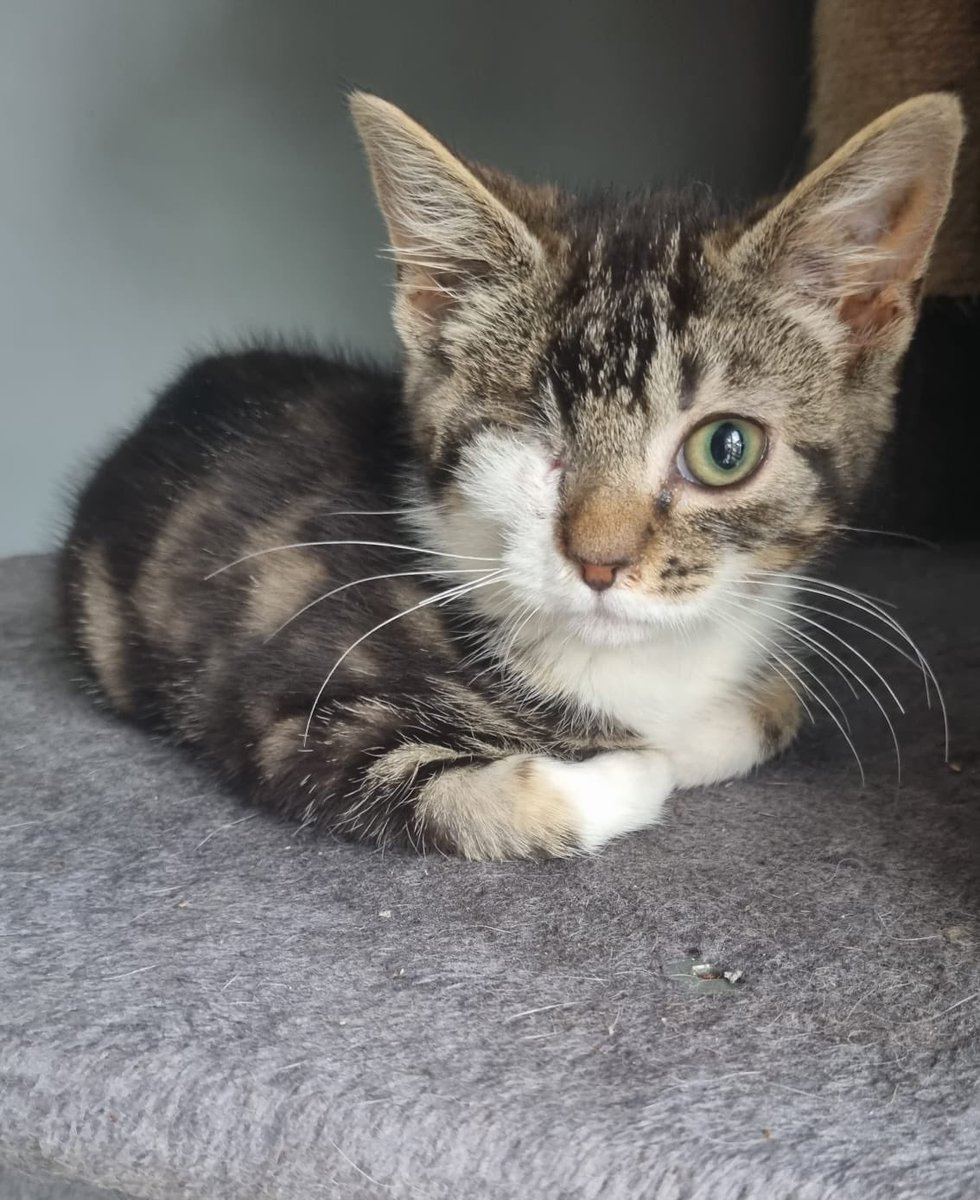 These gorgeous kittens are Petra, Jackie &amp; Thor. You can see J &amp; T have had a rough start in life &amp; have each lost an eye but they have shown amazing strength &amp; resilience to become brave little kittens. All between 3-4 months old. Could you offer one of them a loving home? 😻