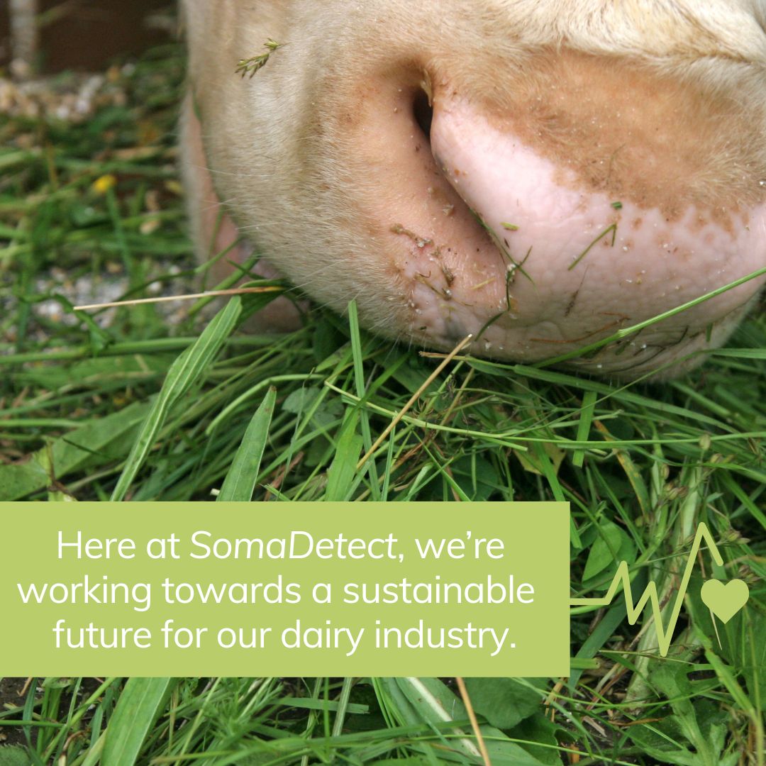 SomaDetect's tweet photo. Here at #SomaDetect, we’re working towards a #sustainable future for our #dairy industry. Keep an eye out for stories on #farmers making big moves to ensure a bright future for our industry ☀️ #SomaDetect #SomaDetectTechnology #dairytechnology https://t.co/5TIQ6Xj6eY