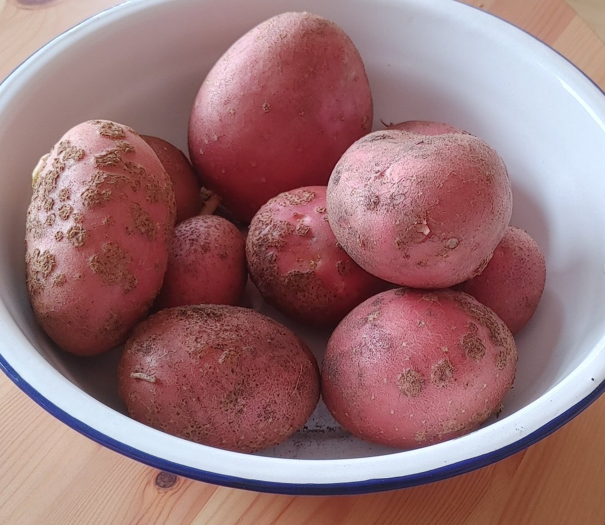 ancient_damsel's tweet photo. Here we go again #selfgrown #potatoes 🥰 https://t.co/ZGgWTmIvgT