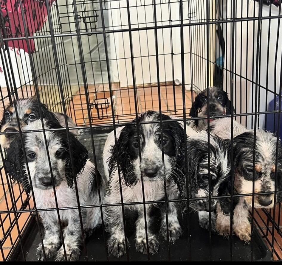 SpanielAidUK's tweet photo. And now its not just the over bred bitches being dumped,its the entire litters.  These pups aged approx 8 weeks are also coming into foster.  Handed into a dog warden with bellies full of worms and a skin condition believed to be mange. At least they will now get fantastic lives! https://t.co/iI8ZgWARFJ