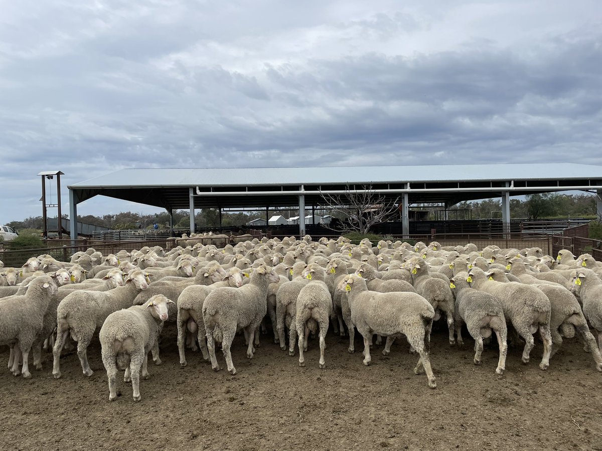 HenryHickson99's tweet photo. Had the chance yesterday to catch up with @outbackmpm. It was awesome to eventually get out to the far west (despite some flood water) and sneak a look at this years sale team which is looking very solid @neXtgenAgri https://t.co/UGwRpsj3bT