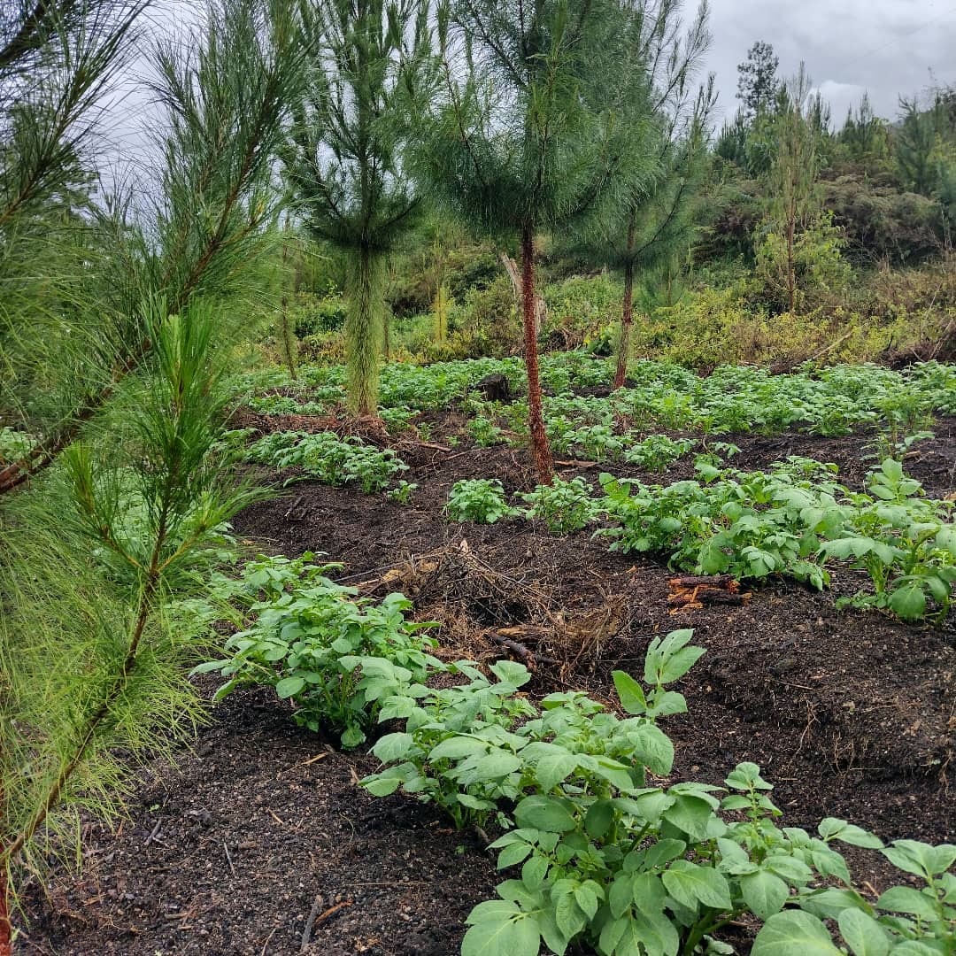 agrotendencia's tweet photo. Mientras el pino crece, la papa aprovecha el terreno.
¿Qué les parece esta asociación que nos comparte desde Perú @arachnido_joel?
Y si quieres saber mucho más se estos cultivos, visita nuestra página web: https://t.co/PUWR0YbQ4G
#AgroRed #Peru #papa #pino #cultivosasociados https://t.co/zOOLasASEs