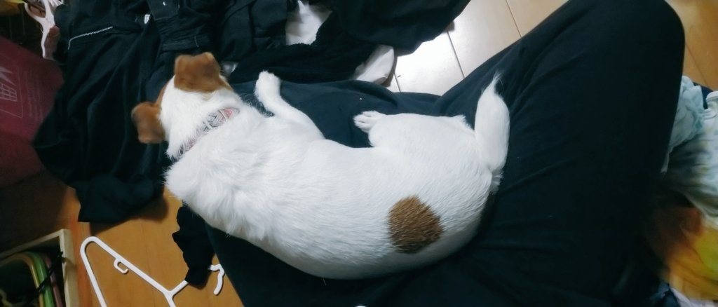 muta19991216's tweet photo. 洗濯物にハンガーかけてると必ずやってくるモフモフに毎日癒されてる✨
今日もお疲れ様でした🐶

 #ジャックラッセルテリア  #JRT https://t.co/14ZD5rbUuC