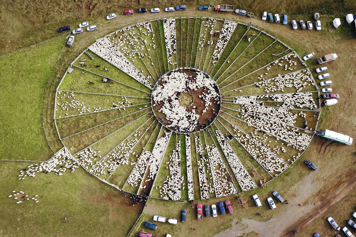 We promise: counting sheep in Iceland won't put you to sleep! September is the month of réttir: the annual roundups held in rural communities to bring home and sort the sheep after summer months spent roaming and grazing in the mountains 🐑🐑 bit.ly/counting-sheep…