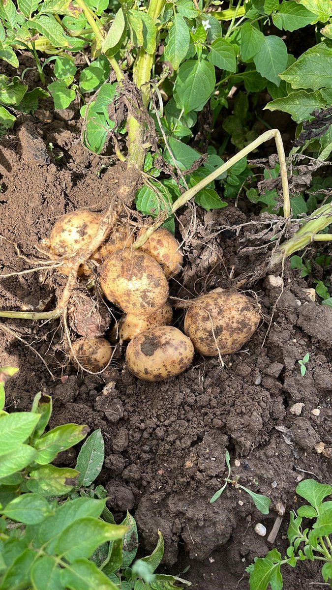 Willows ActivityFarm tweet media