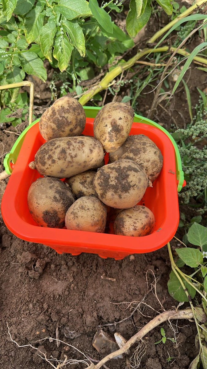 Willows ActivityFarm tweet media