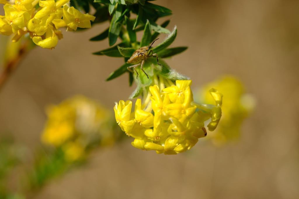 acdblab's tweet photo. Close up images of Lasiosiphon burchellii (Harpuis Curryflower)
#UJ_island #BotanyExcursion2022 #UJScience @UJBotany https://t.co/dXyfViBi2M