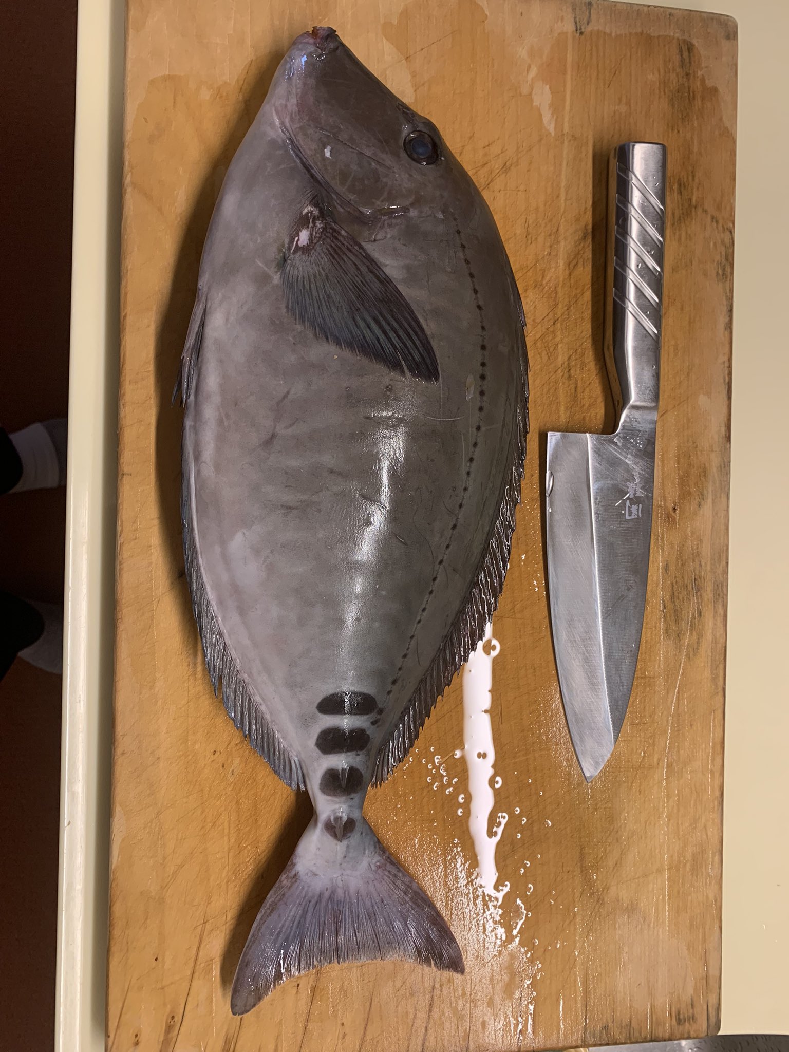 きむちゃん リコール本準備中 ワイズマートに行ったら初見の大きなサンノジ ニザダイ を見つけたので 晩ご飯は 刺身とあら煮にしてみました 脂が乗ってとても美味しかったです 塩分2 3g 減塩生活継続中 サンノジ ニザダイ ワイズマート T