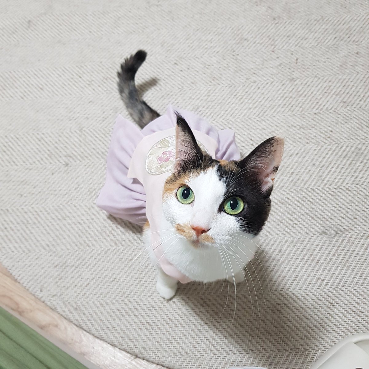 samchimom's tweet image. 삼치는 옷이 커보이지만 
사실 배가 찡겨서윗 쪽만 붕 떠 있다는 거 ...ㅋㅋㅋㅋㅋㅋㅋㅋㅋ

즐거운 추석 되세욤!!!