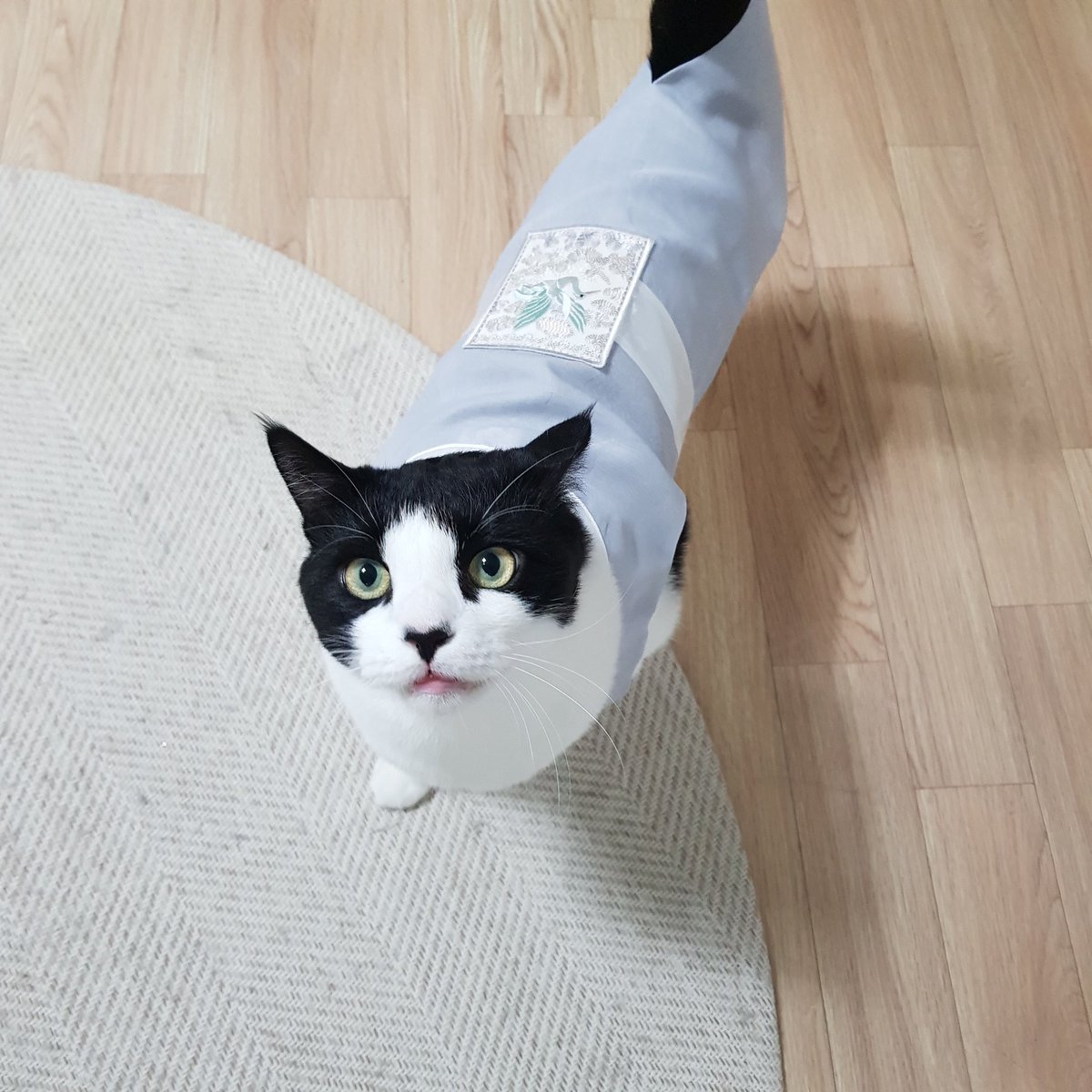 samchimom's tweet image. 삼치는 옷이 커보이지만 
사실 배가 찡겨서윗 쪽만 붕 떠 있다는 거 ...ㅋㅋㅋㅋㅋㅋㅋㅋㅋ

즐거운 추석 되세욤!!!