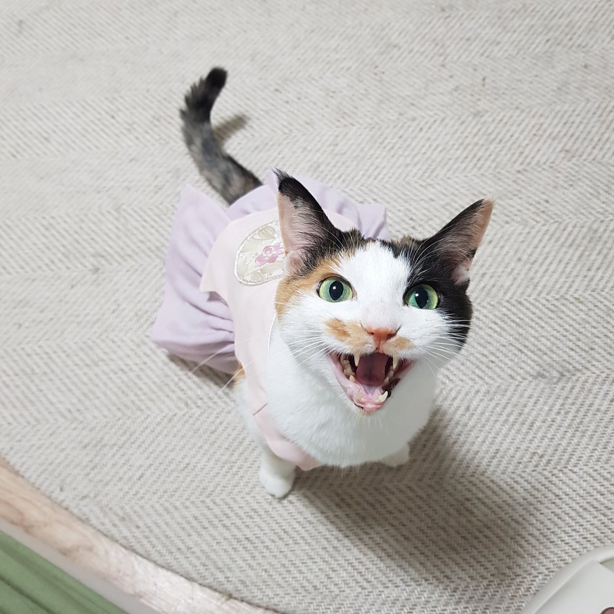 samchimom's tweet image. 삼치는 옷이 커보이지만 
사실 배가 찡겨서윗 쪽만 붕 떠 있다는 거 ...ㅋㅋㅋㅋㅋㅋㅋㅋㅋ

즐거운 추석 되세욤!!!