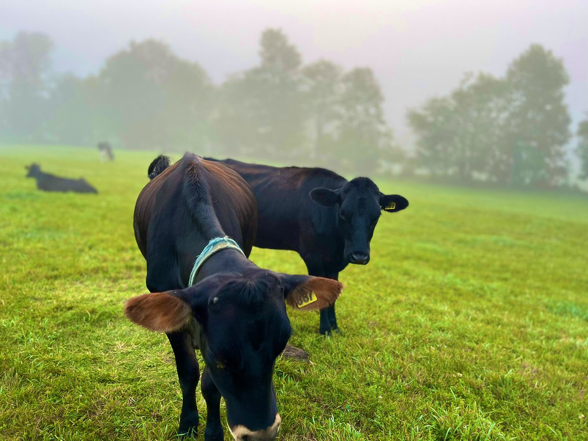 🐄 Cows. Cobwebs &amp; Fog greet us in #Vt. #fall #September