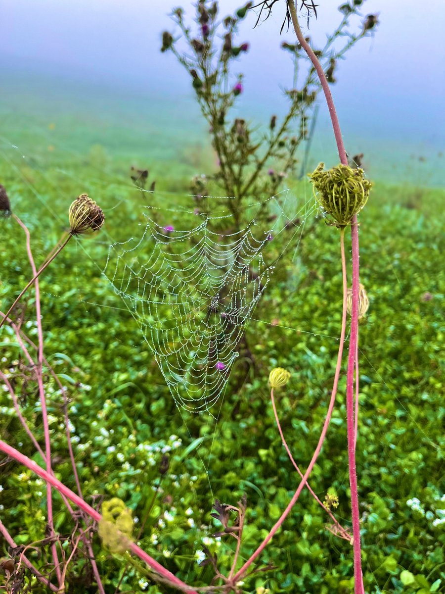 anson_ag's tweet photo. 🐄 Cows. Cobwebs &amp; Fog greet us in #Vt. #fall #September https://t.co/PKw2ci91KX