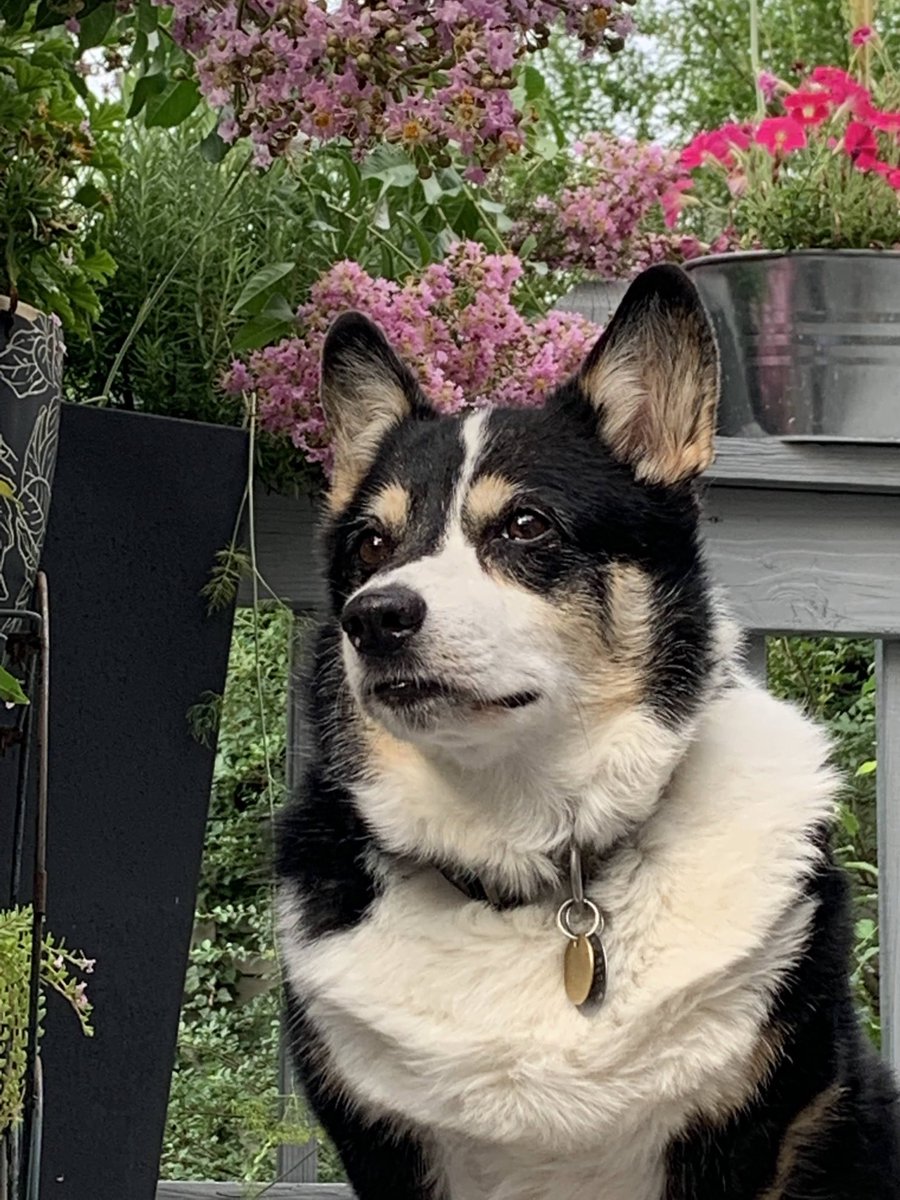 laurendowell's tweet photo. ⁦@TawanaAndrew⁩ Udon the weather corg! I hope you get your dream pup! Tell him they give the softest snuggles. https://t.co/a7NiymFnXI