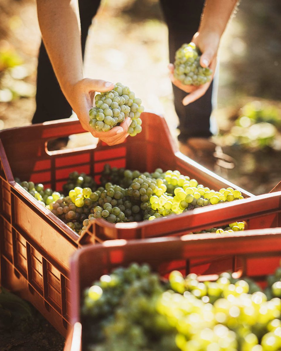 Attems_wines's tweet photo. Each crate holds the achievements of a team united by the same passion.
#Harvest2022
#Attems #AttemsWines #harvest #Friuli #wine https://t.co/lVeYpH0LJK