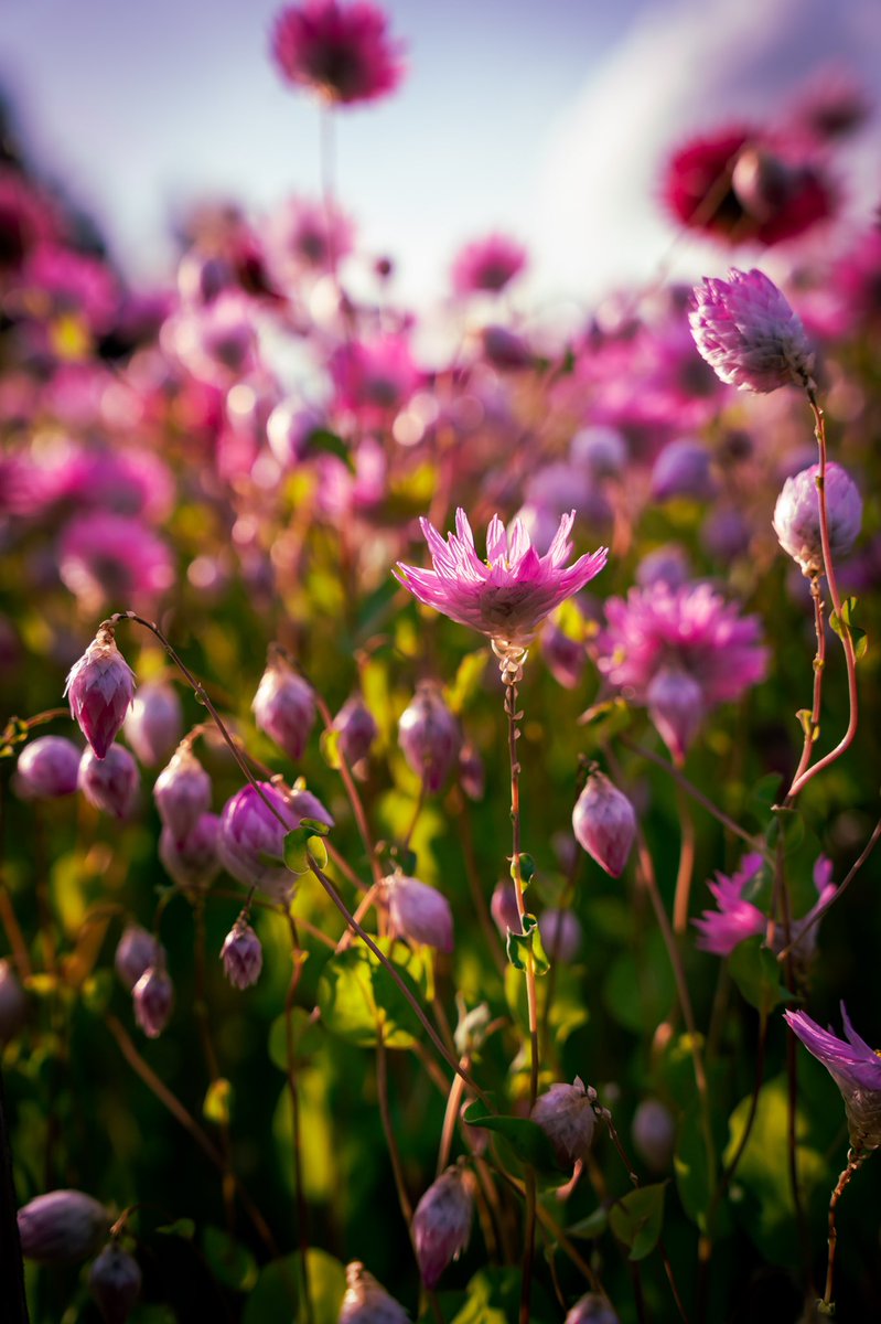 Kevin Maldonado tweet media