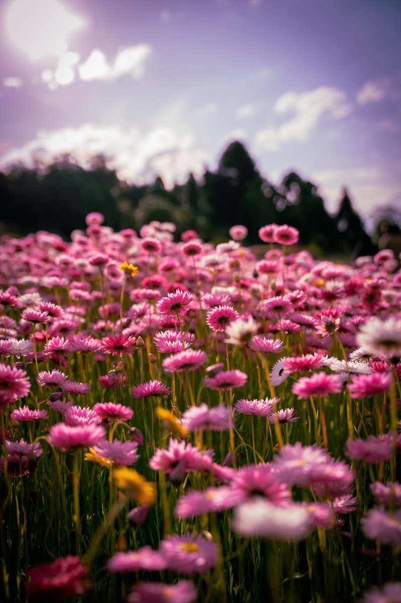 Kevin Maldonado tweet media