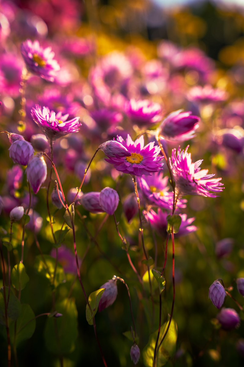 Kevin Maldonado tweet media