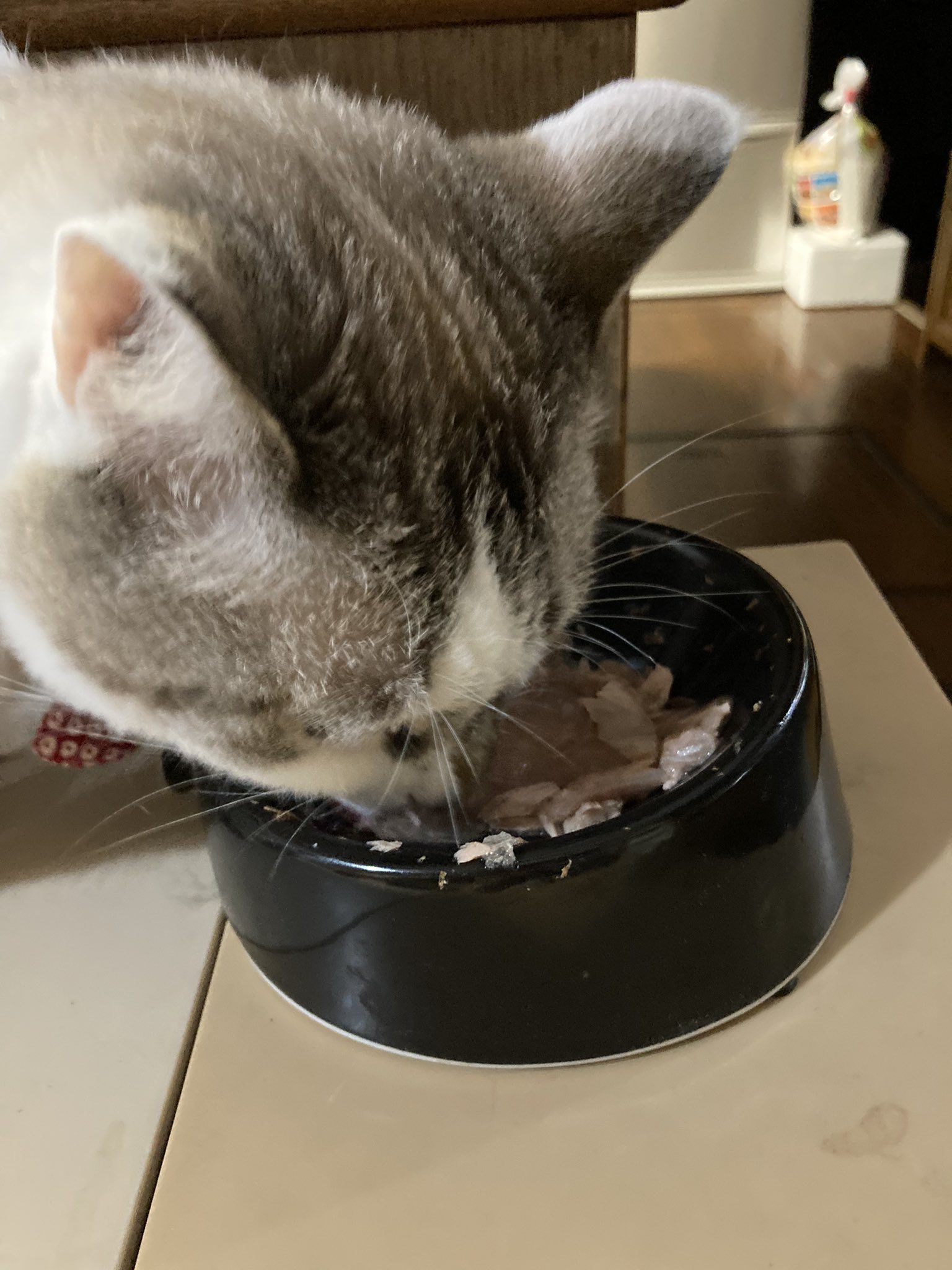 猫の便秘 Twitter Search Twitter