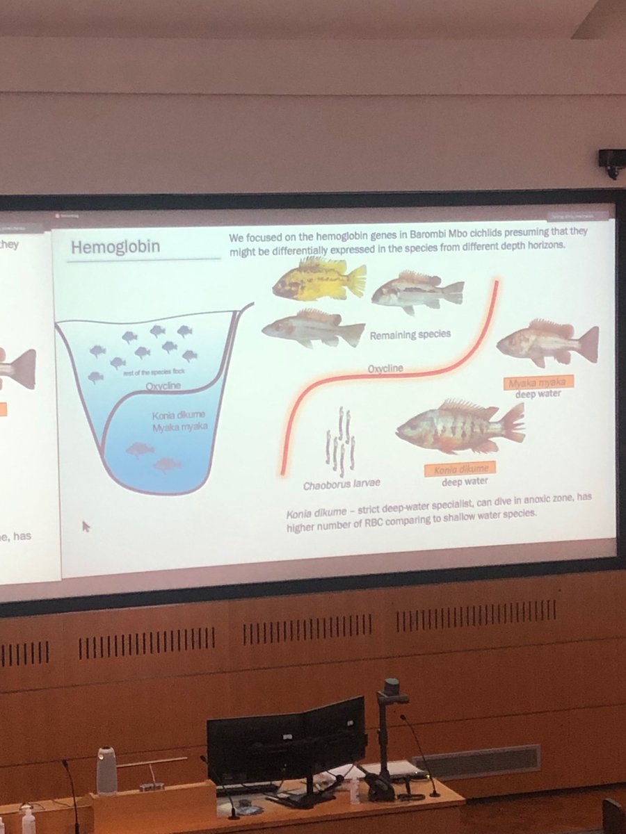 Next up Dmytro Omelchenko (from @zuzmus fish-evo lab in Prague) shares his insights into the molecular basis of hypoxia adaptation in crater lake cichlids