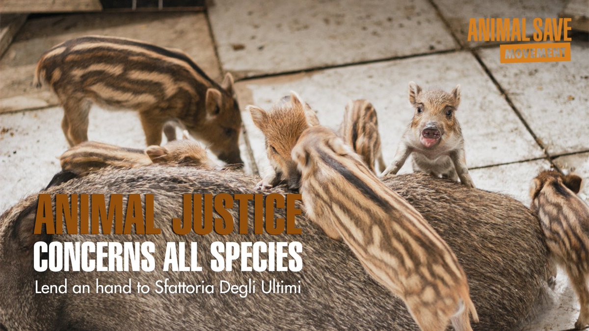 CandeiasEmanuel's tweet photo. Current legislation categorically excludes animals not intended for slaughter from killing against the spread of swine fever. We ask @gualtierieurope
@sabrinalfonsi #BarbaraFunari #AngeloFerrari to protect the pigs and wild boars of #SfattoriaDegliUltimi shelter. https://t.co/UAKFZx7mEj