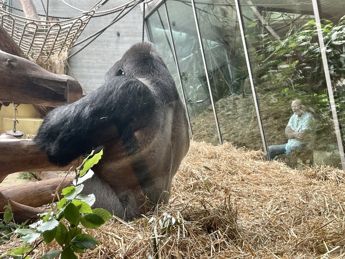 Op bezoek bij familie Gorilla in Zurich Zoo voor hen werken we aan een nieuwe biotoop ism zoodesigner Jan Kempe