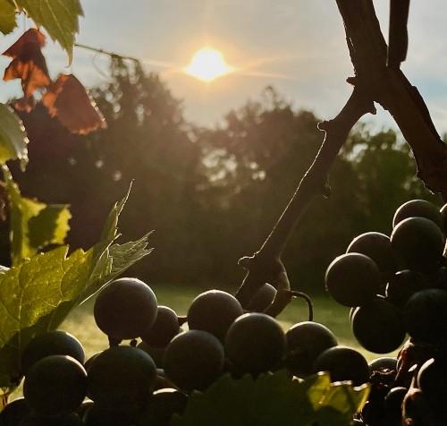 HermannWine's tweet photo. Hermann wine country is beautiful in September! https://t.co/VkPYvCKfeS https://t.co/zSs6hMo9V4