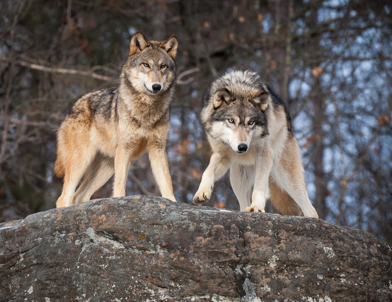 Hourly Wolves tweet media