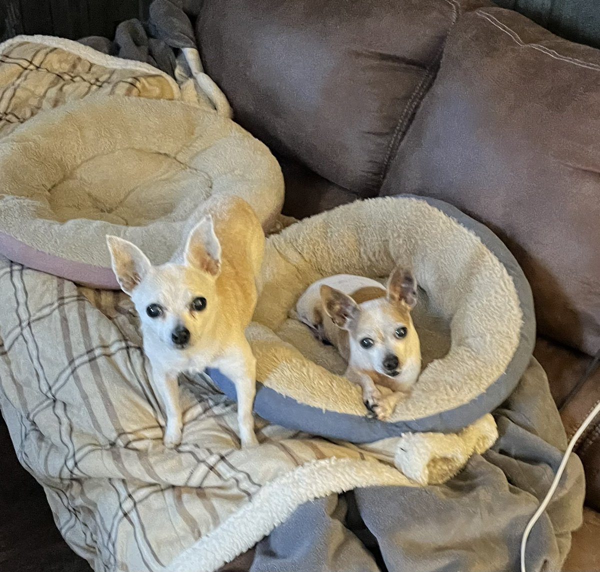 petunia1167's tweet photo. Good morning from Lucy and Franklin. Roughing it on a blanket, on an electric blanket on a couch. It’s a hard pup life. https://t.co/ILD7QrMW7z