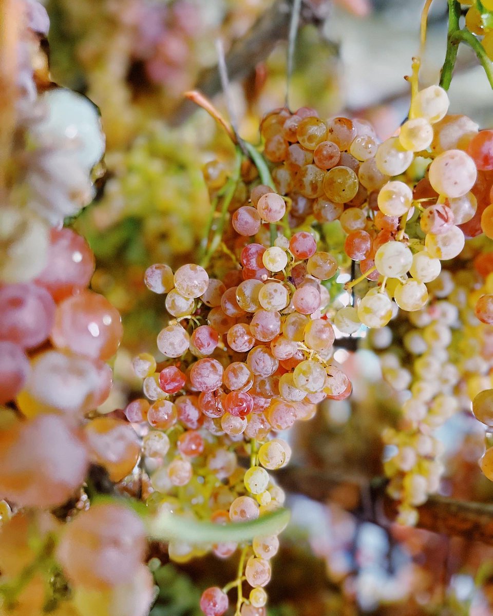 Act I - Vin Santo
Colors and lights mingle: Malvasia, Trebbiano and San Colombano began to dry out for the Vin Santo 2022 ✨🍇
#Harvest2022