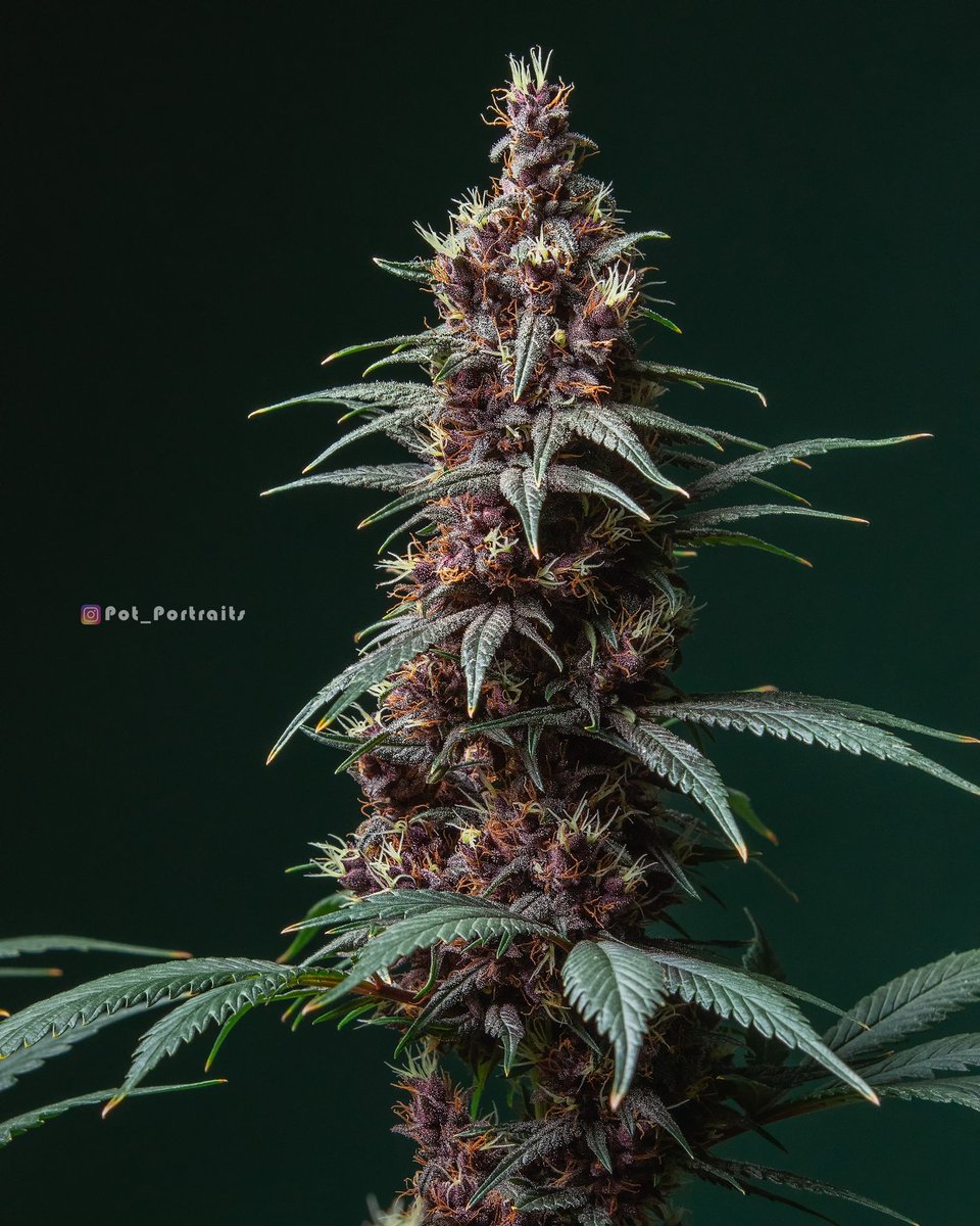 Pot_portraits's tweet photo. Purple Kush by @BuddhaSeeds ❤️🙌🏻

#cannabis #kush #420friendly #420community https://t.co/oLHGyNbrgw