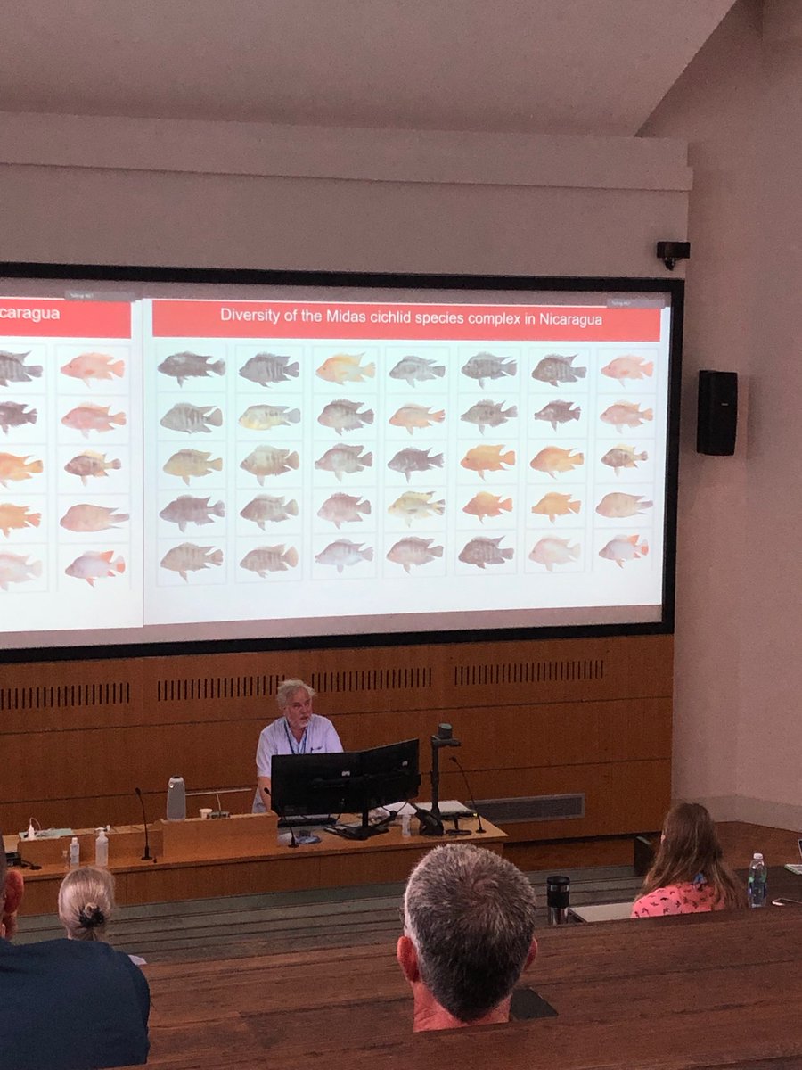 Continuing with crater lakes, great talk from Axel Meyer @EvoLab_Konstanz on the genomics of repeated adaptations and parallel speciation of Midas cichlids