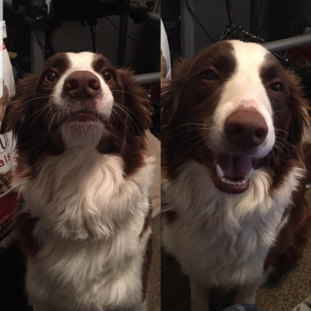 Cute Animal Pictures tweet media