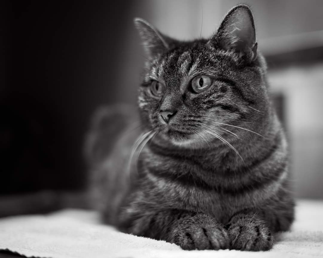 Association Owca tweet media