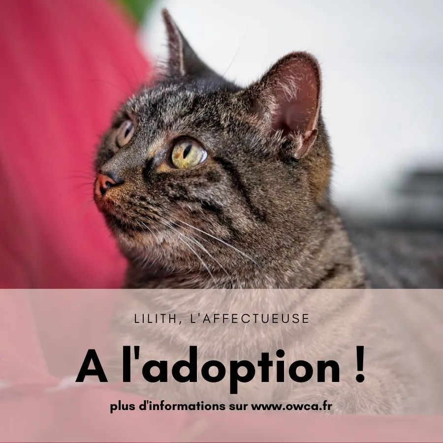 Association Owca tweet media