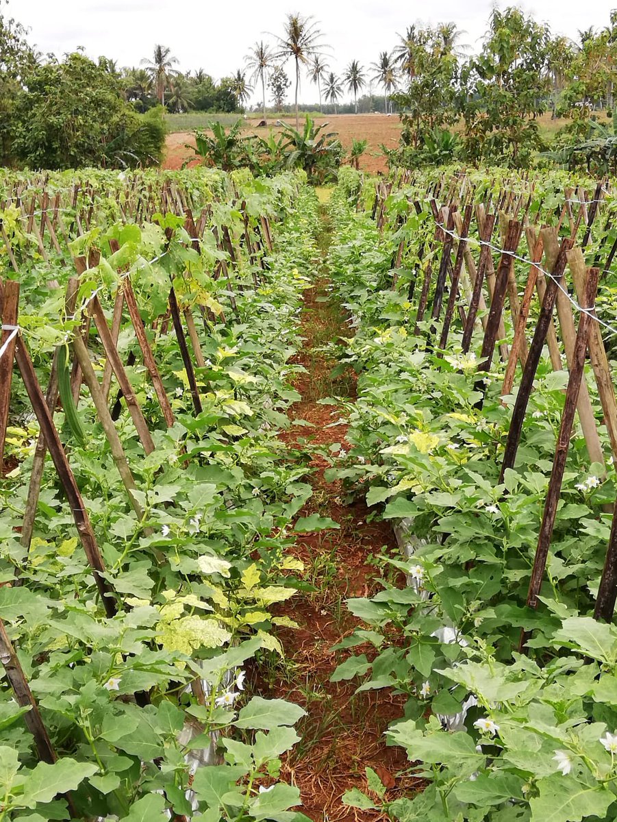 Ruud Grim tweet media