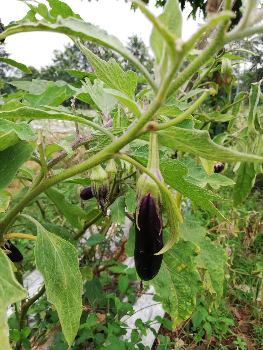 Ruud Grim tweet media