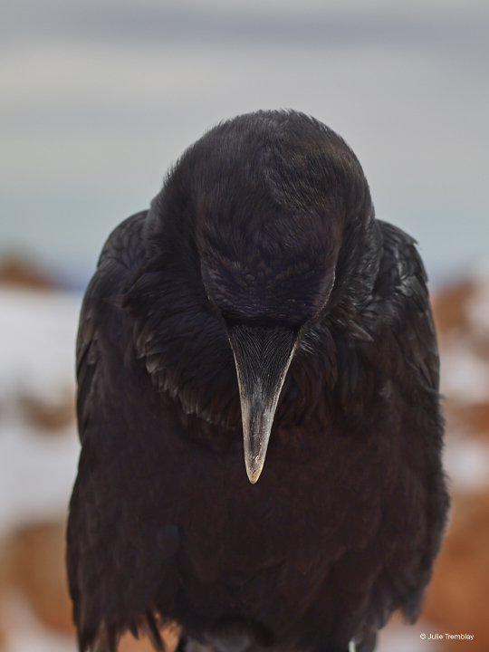 My most anxious #Feeling  as a #Writer is waiting for an idea for a #story or #poem  to slither into view. <a href="/FfldScribes/">Fairfield Scribes</a> #WritingCommunity #writerslife #poetrycommunity