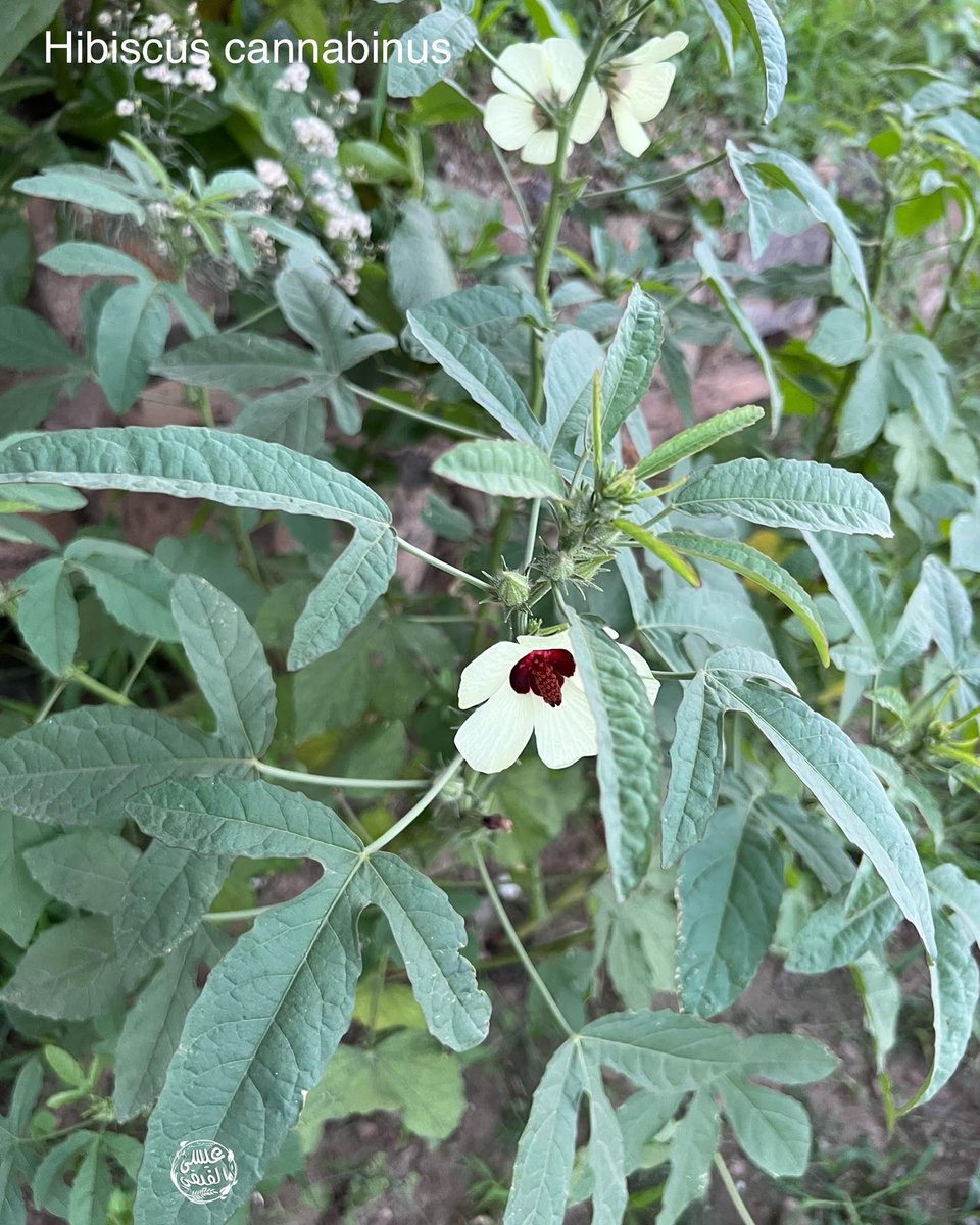 Hibiscus cannabinus
نبتة محلية نادرة جدا ومهددة بالإنقراض كانت تستخدم في مامضى  للمواشي كعلاج للدغ الثعابين