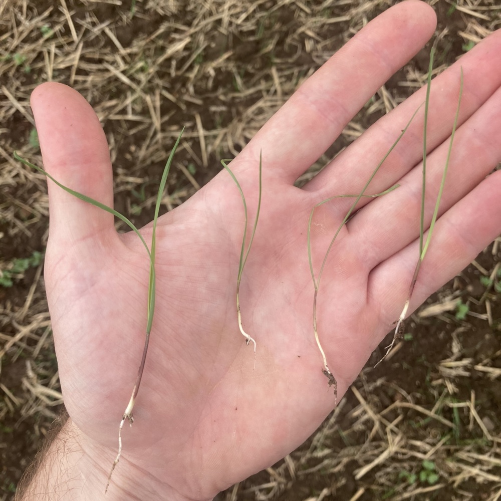 DKB Crop Protection tweet media